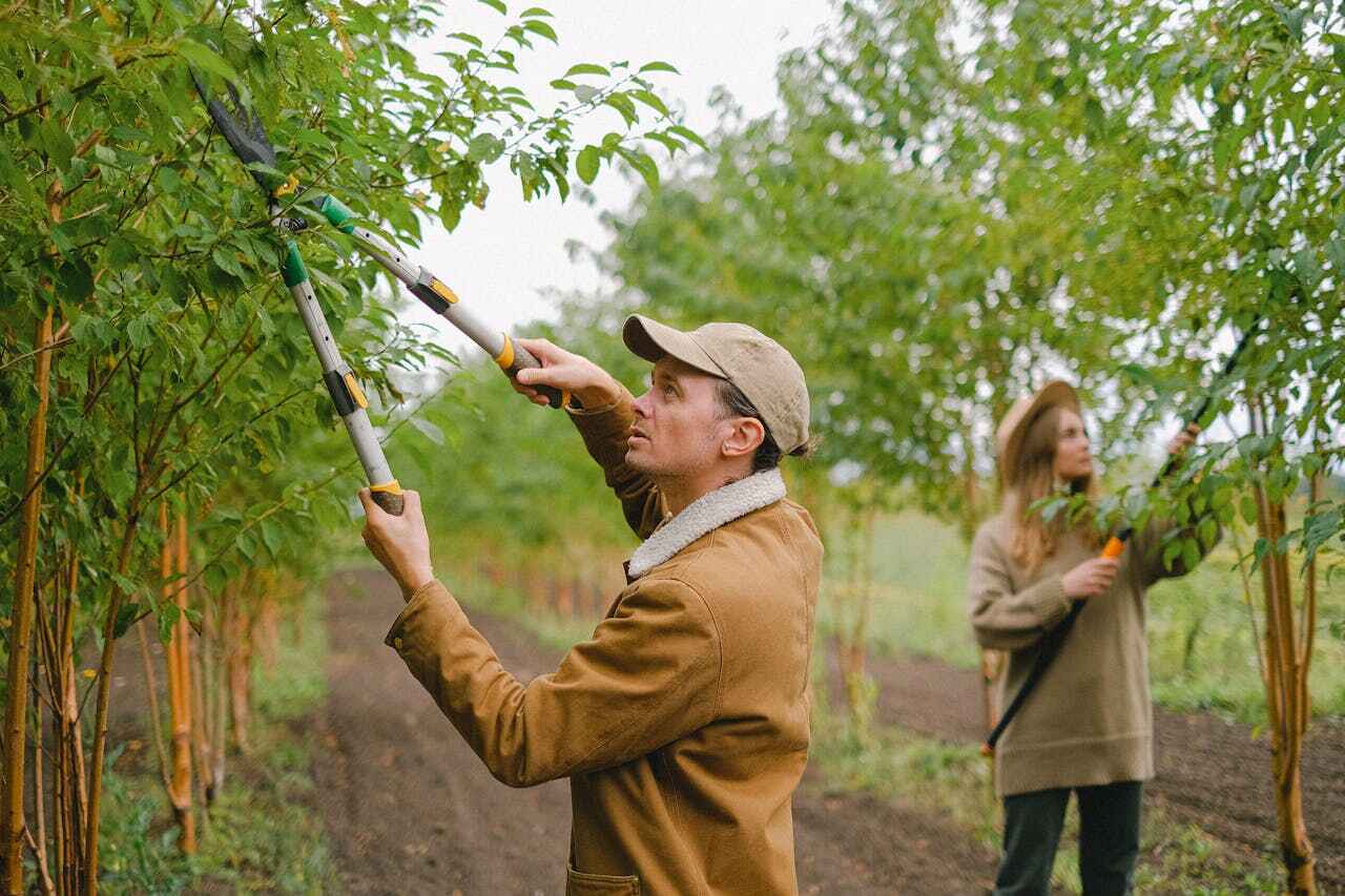 Reliable Kutztown University, PA Tree Service Solutions